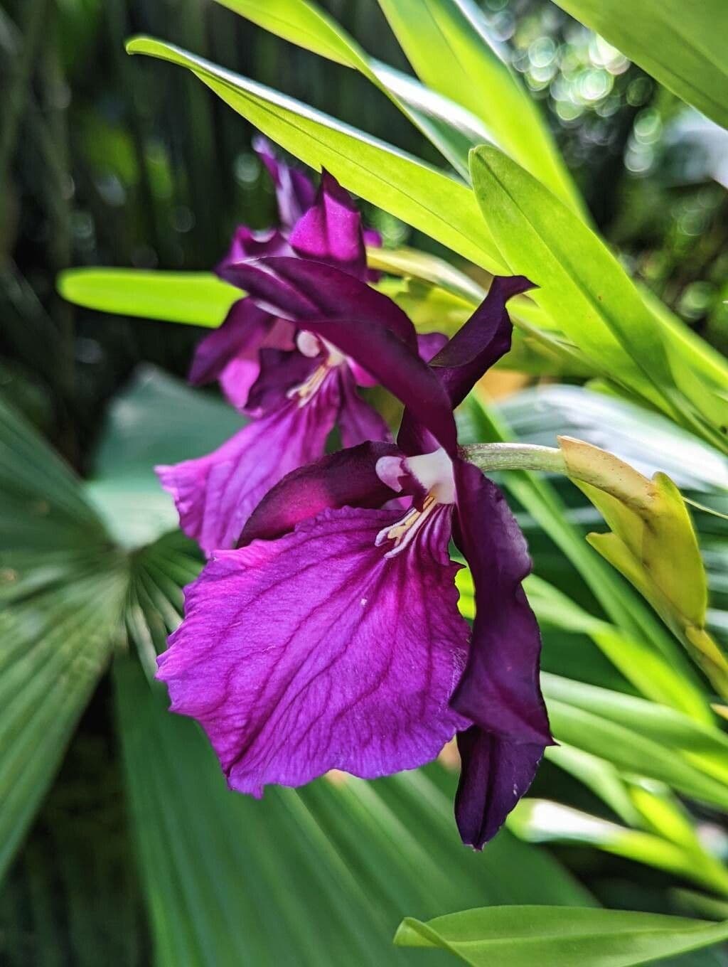 Miltonia