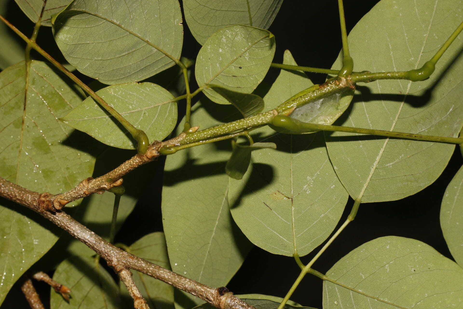 Schmetterlingsblume 10
