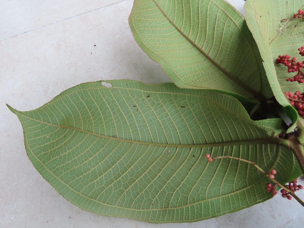 Miconia 17