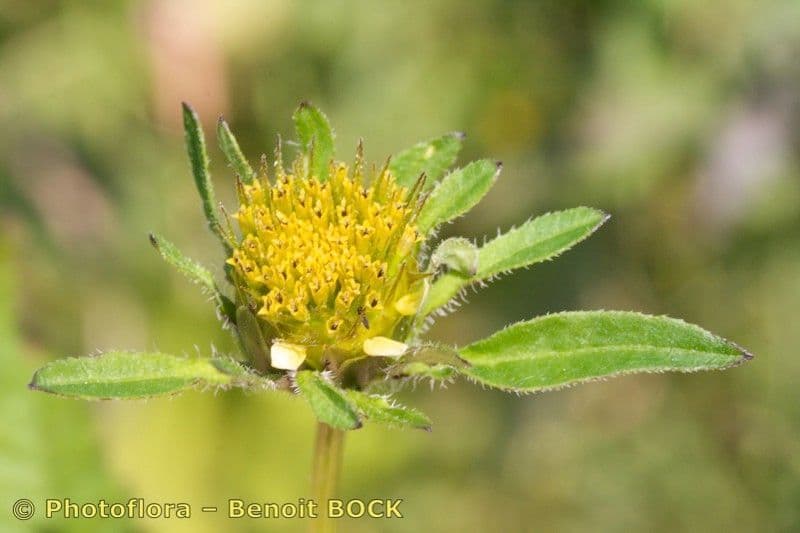 Bidens vulgata 6