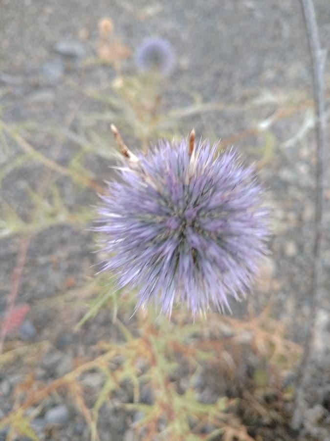 Echinops spinosissimus 3