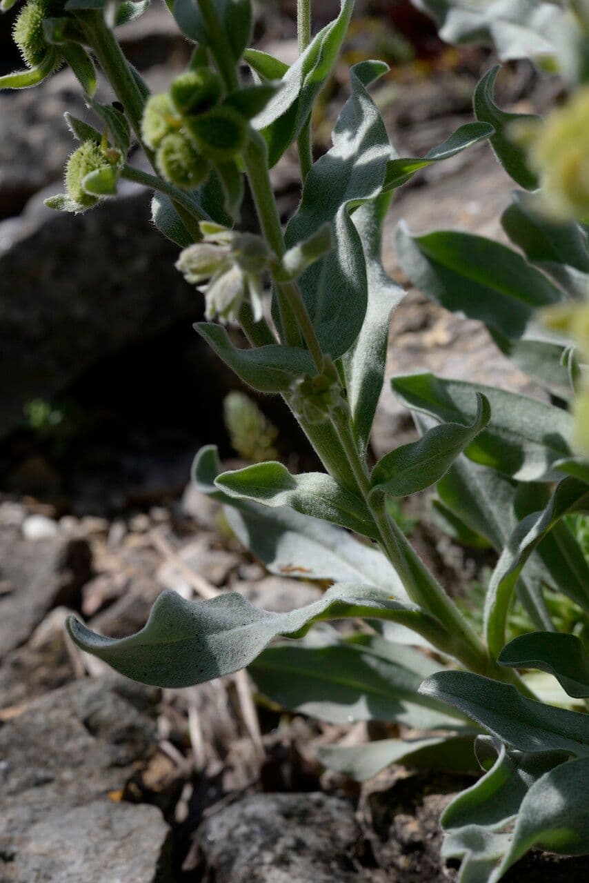 Pardoglossum cheirifolium 6