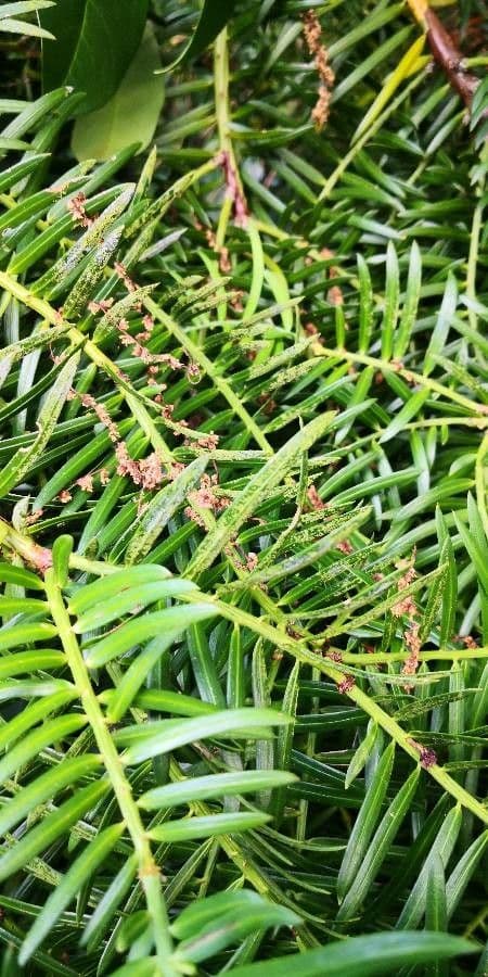 Torreya cinese