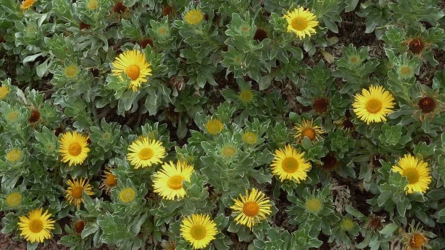 Sternblume 5