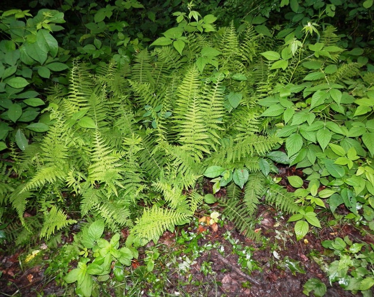 New-York-Sumpffarn 6