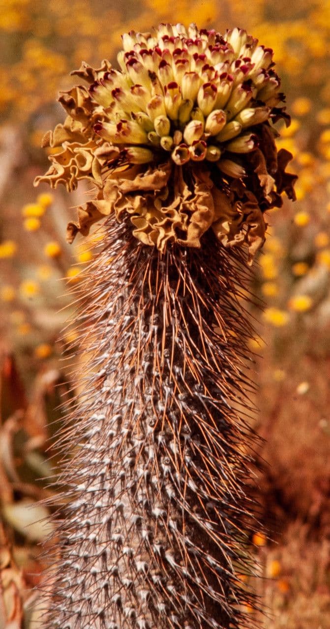 Pachypodium namaquanum