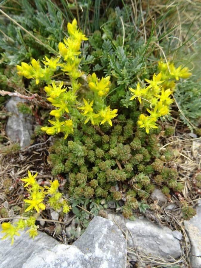 Sedum di Urville 3