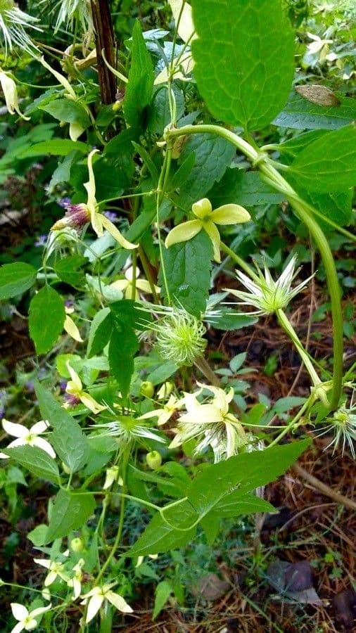 Clematis cirrhosa 14
