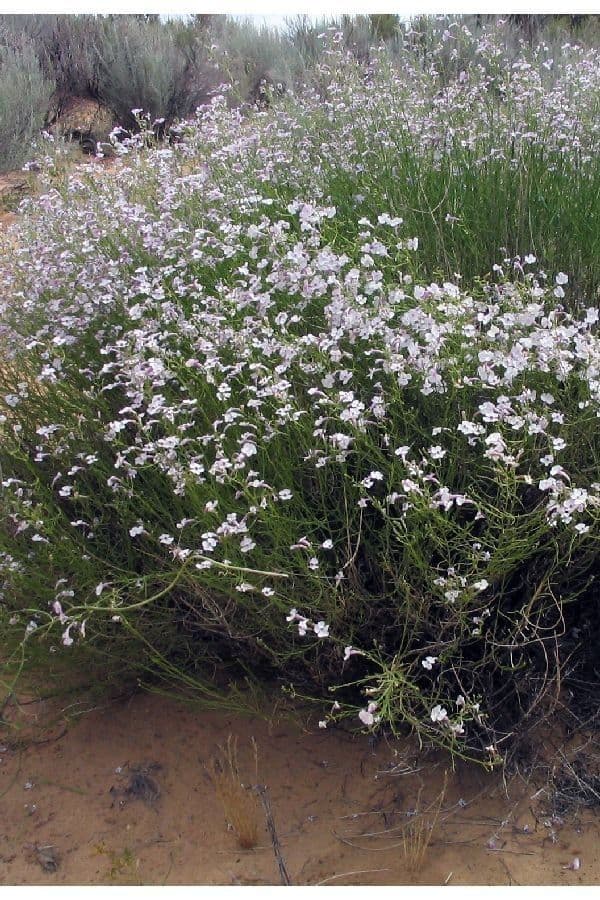 Penstemon 9