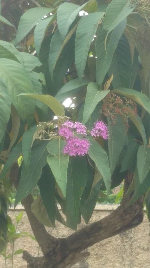 Callicarpa 12