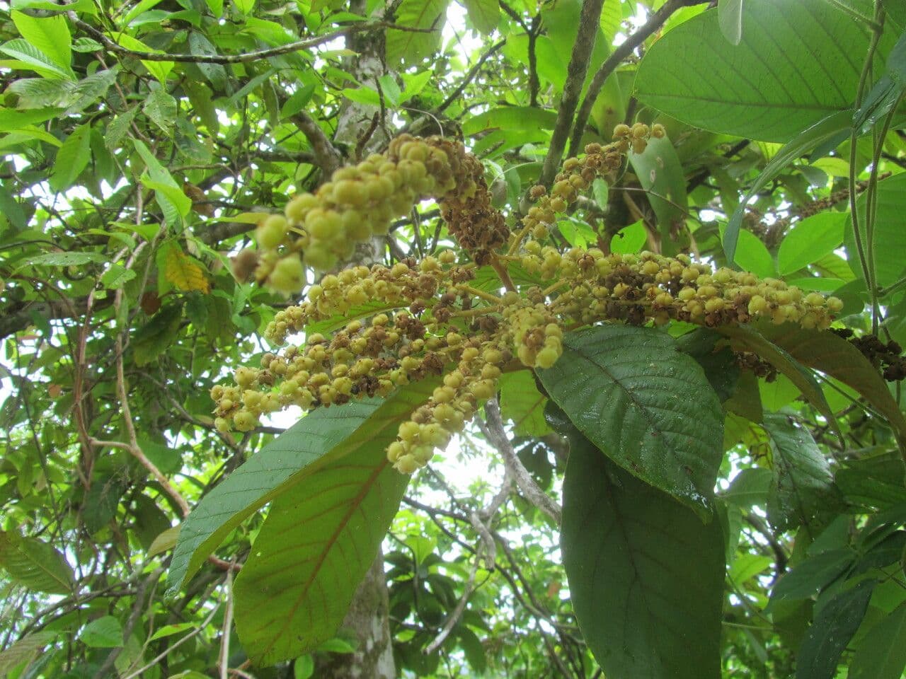 Clethra 2