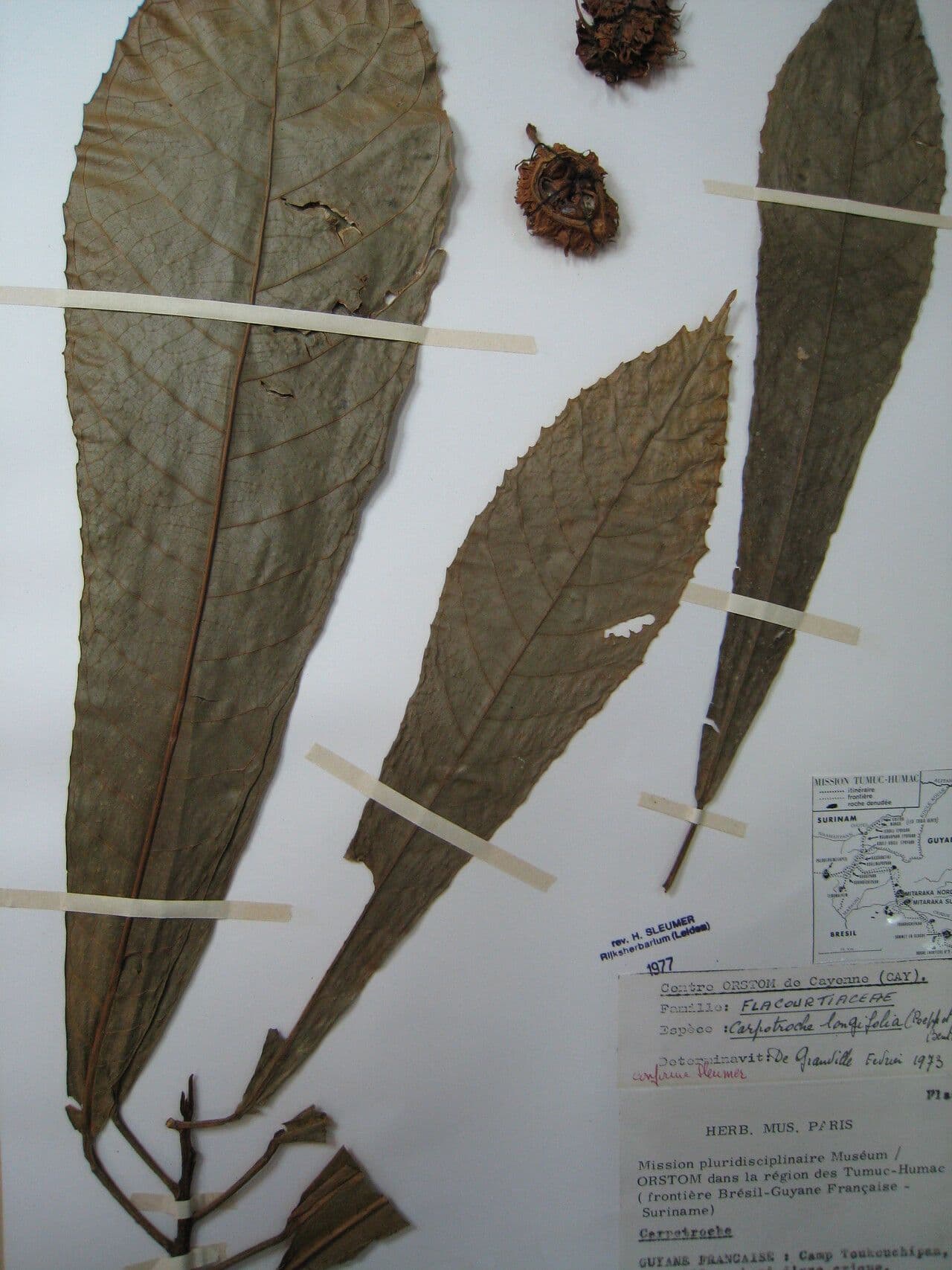 Carpotroche 4