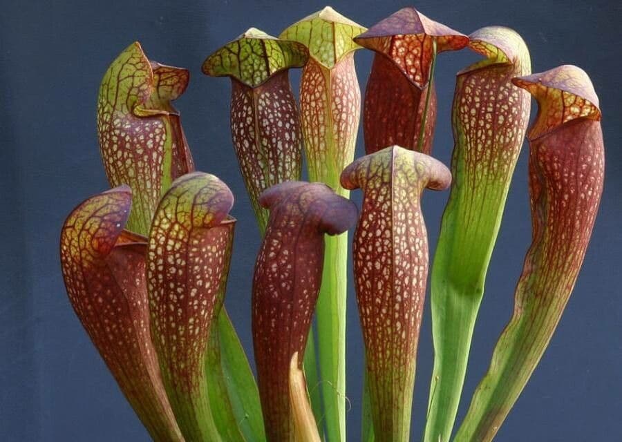 Sarracenia minore 12