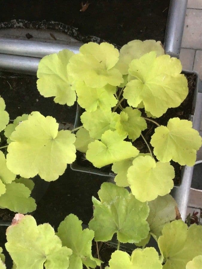 Alumroot peludo 15