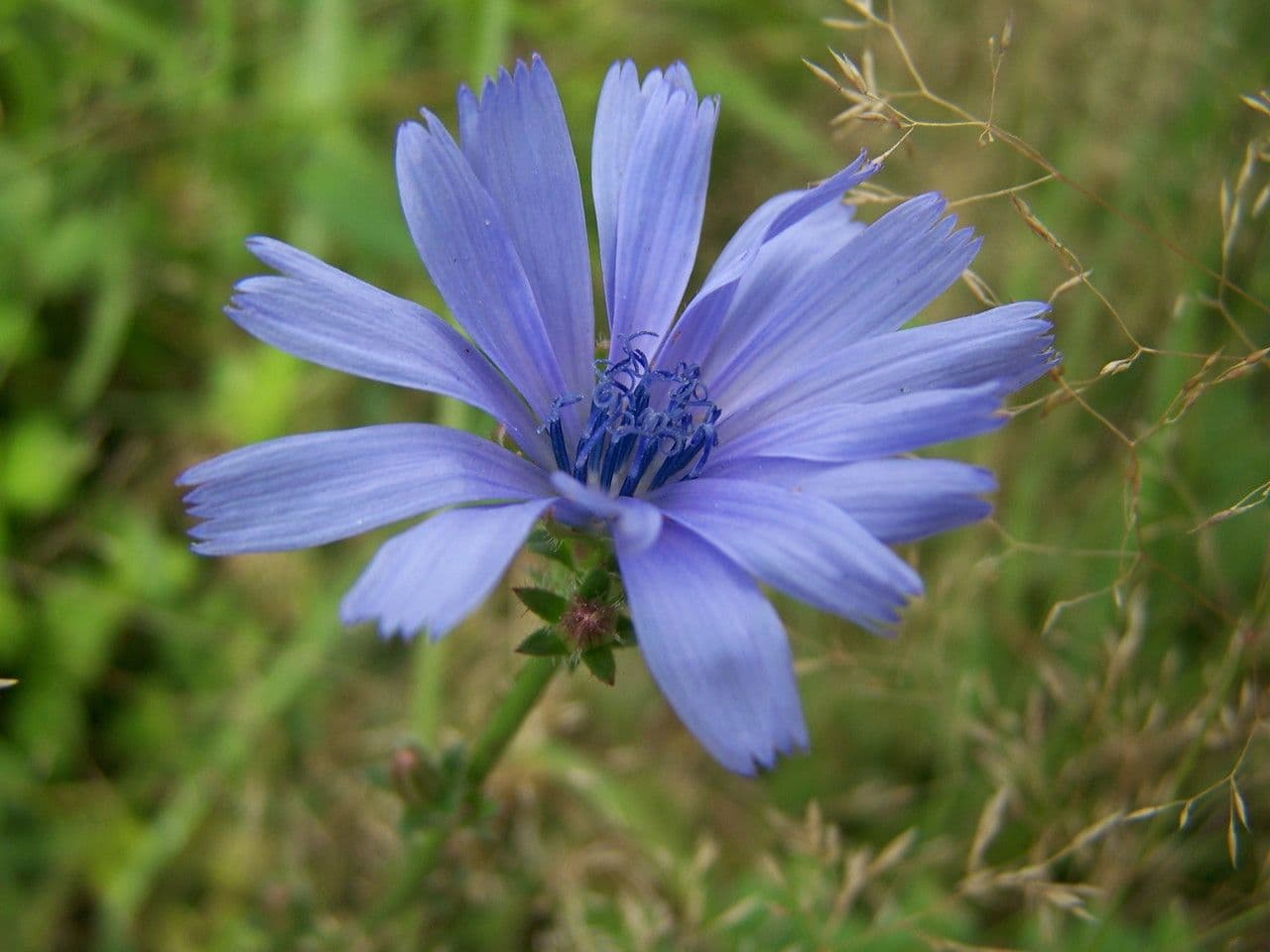 Cicoria comune 7
