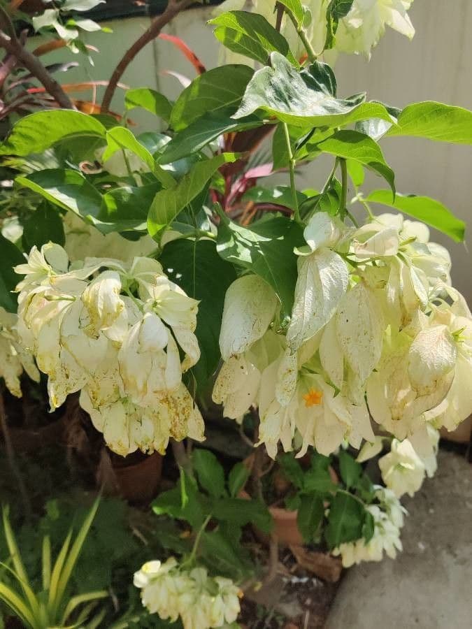 Mussaenda philippica 3