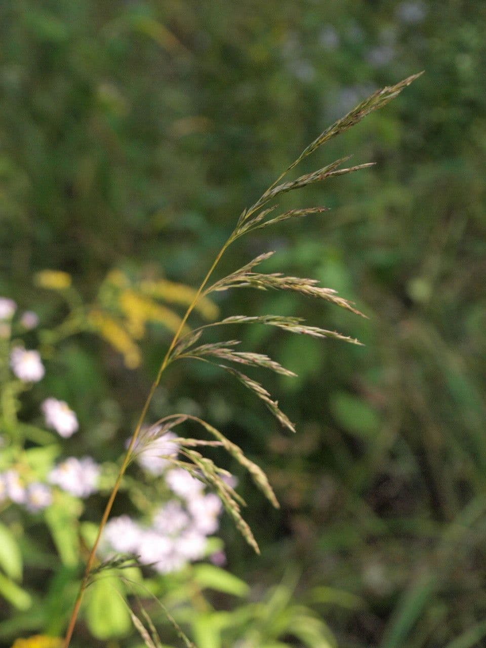 Cinna arundinacea 5