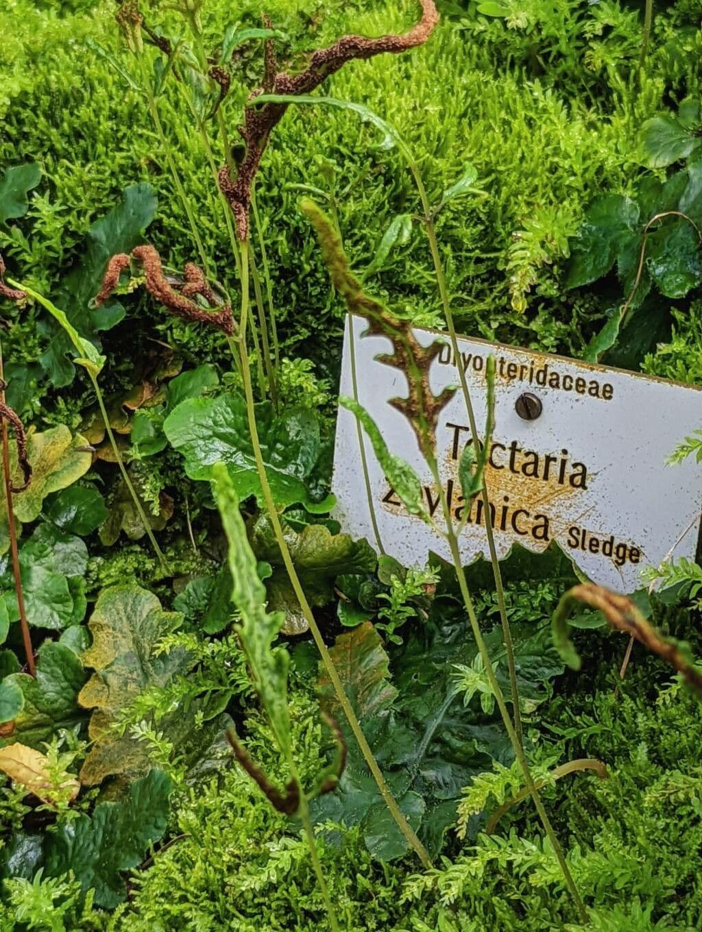 Tectaria 4