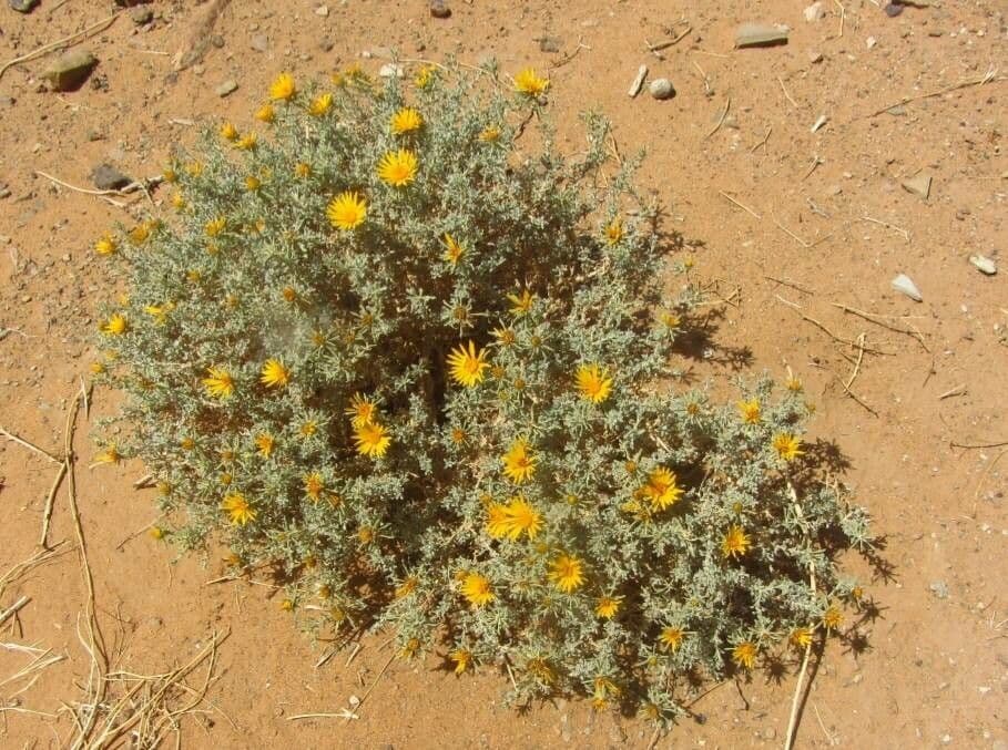 Anvillea 8
