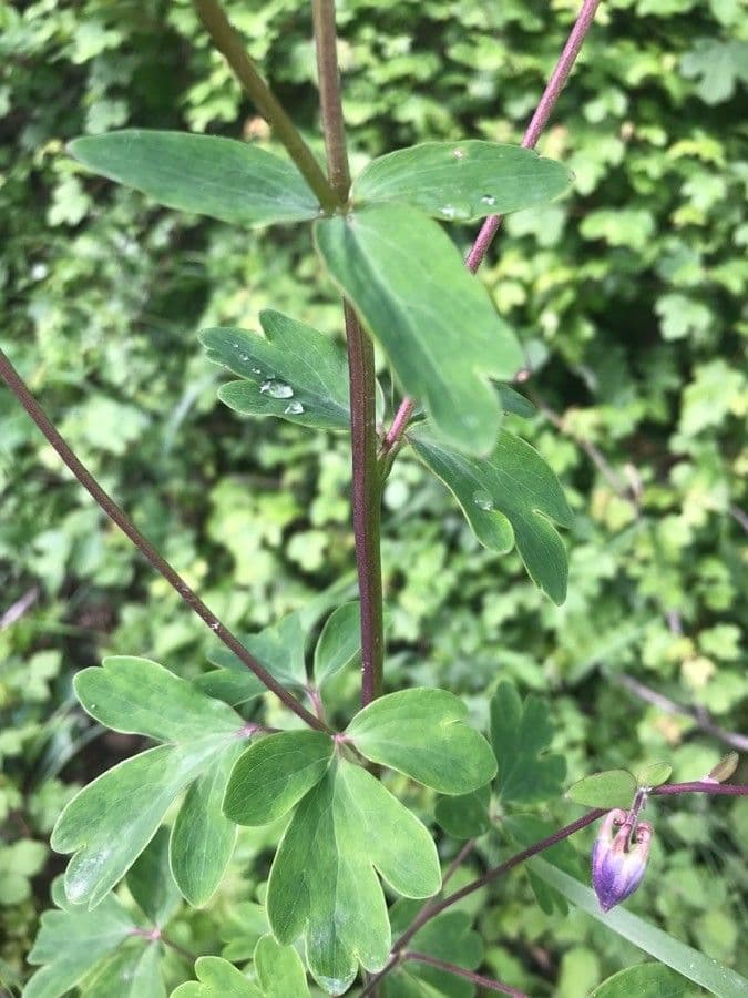 Alpine columbine 24