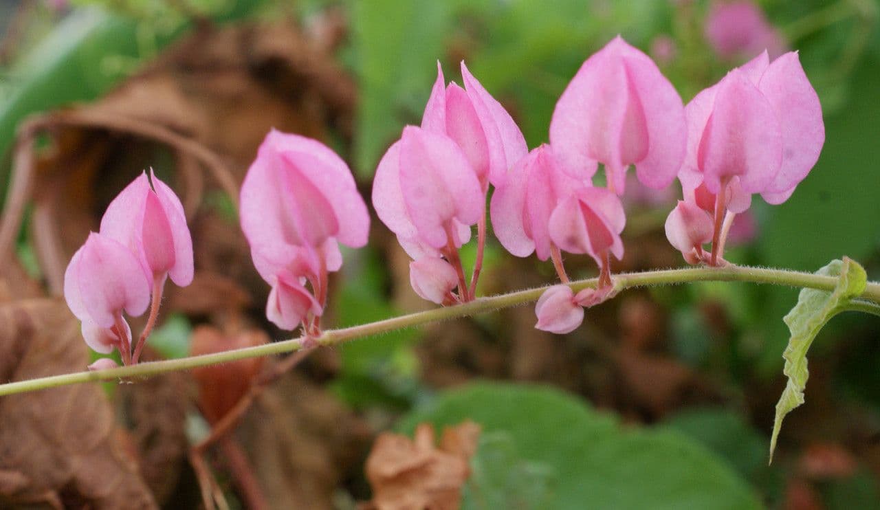 Antigonon leptopus 9