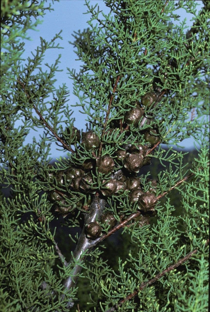 Cipresso di Gowen