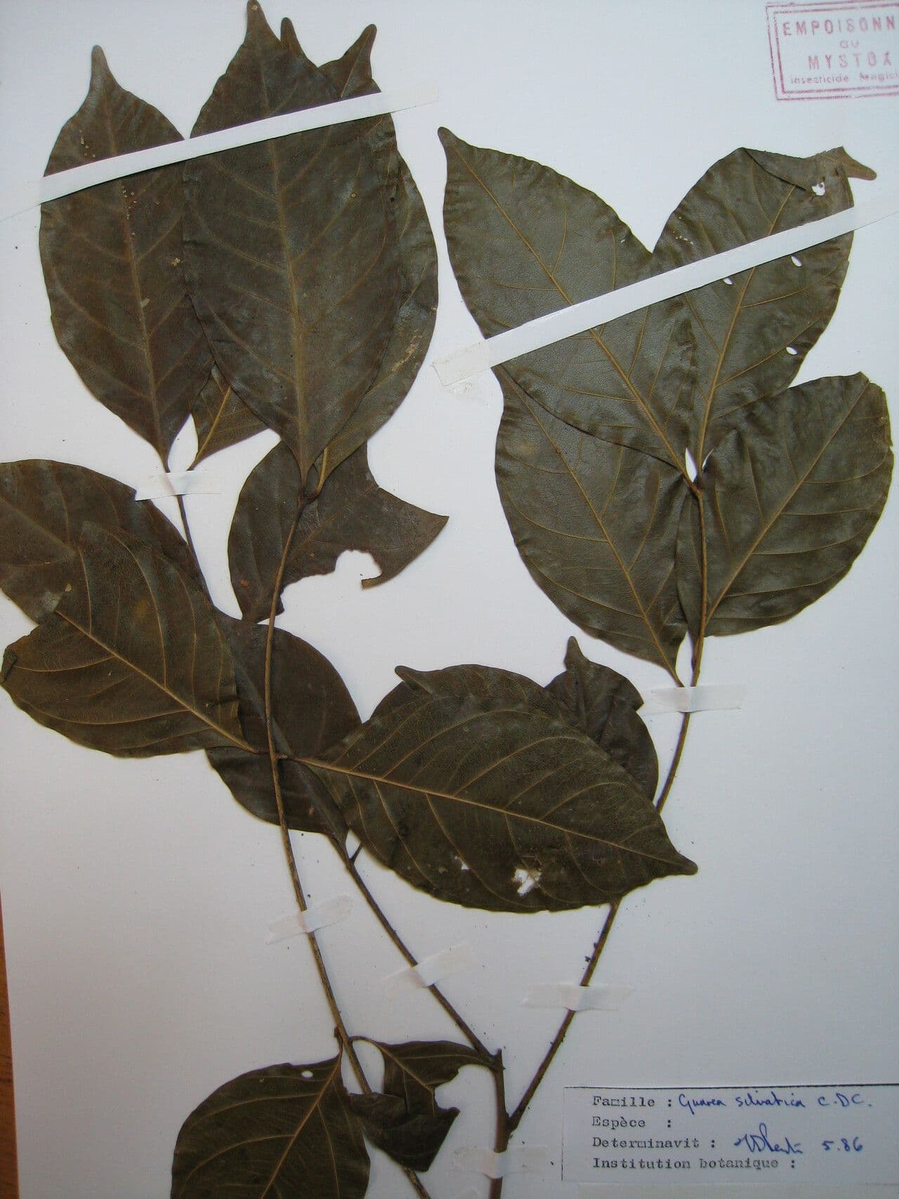 Guarea silvatica 4