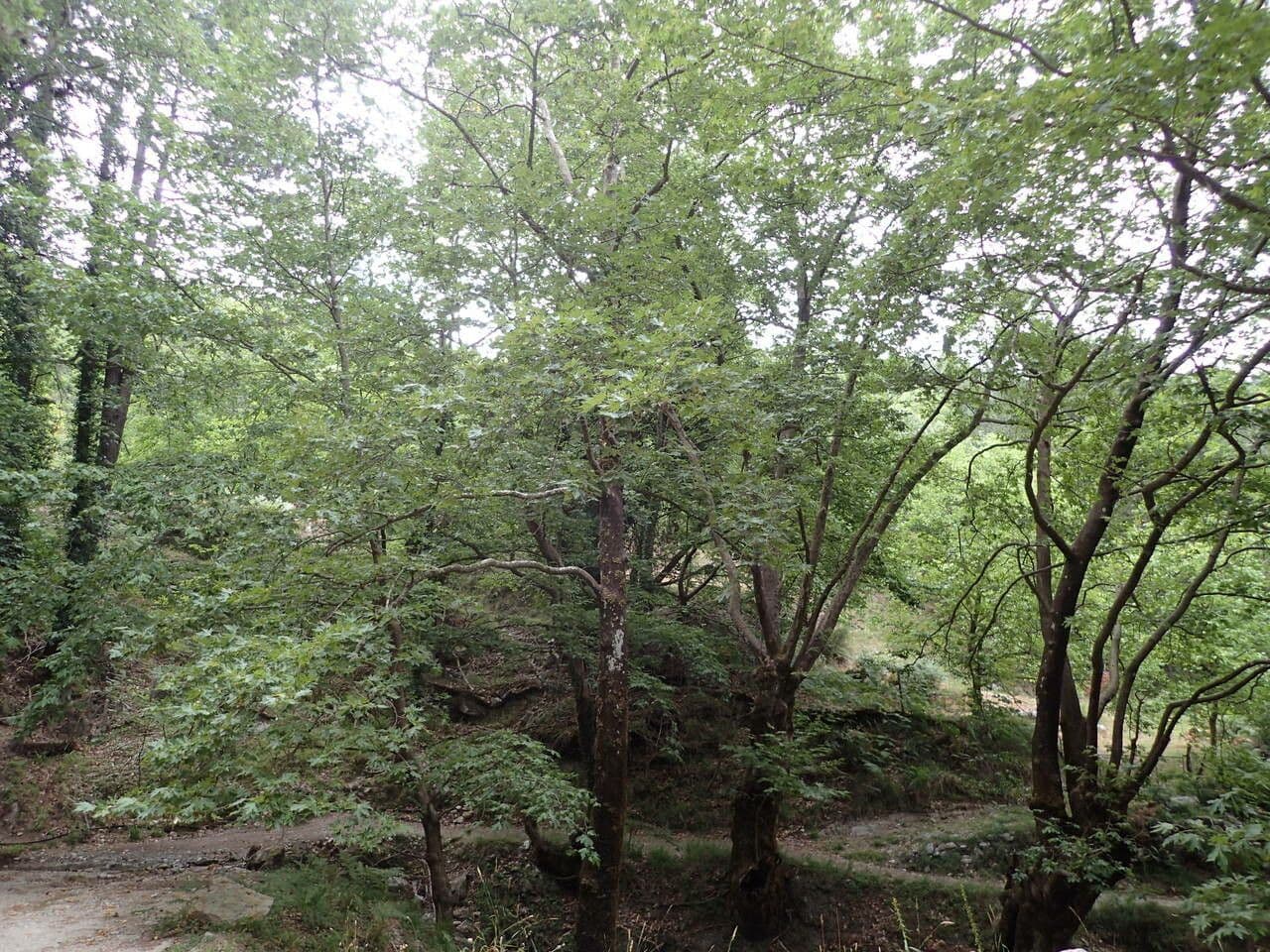 Platanus orientalis 11