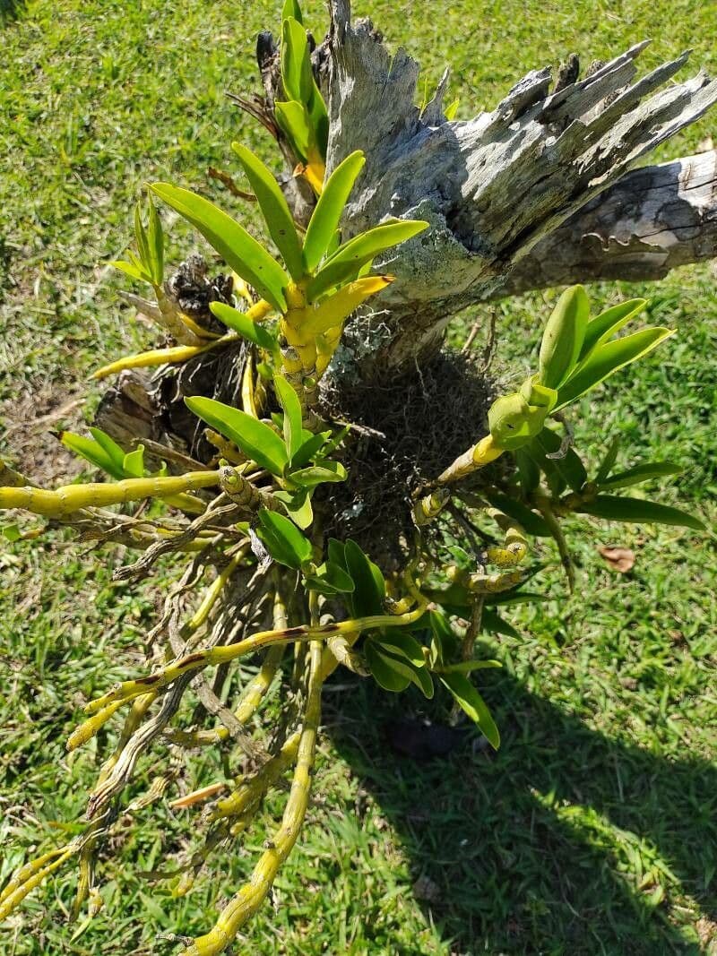 Epidendrum 13