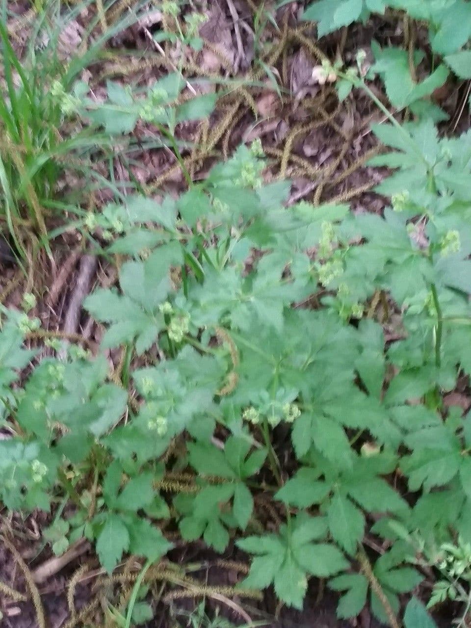 Sanicula canadensis 13