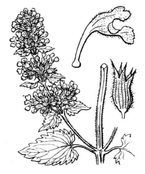 Erba gatta 24