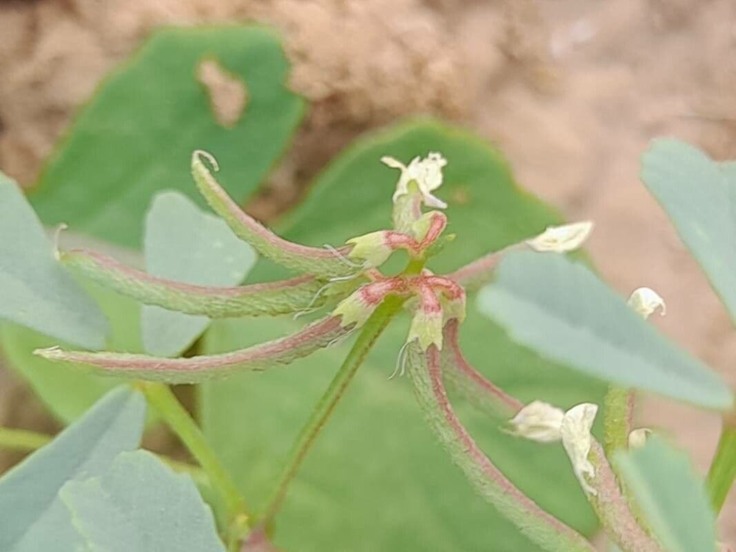 Trigonella glabra