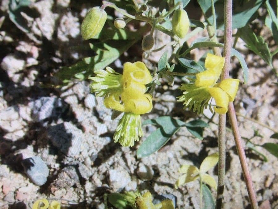 Clematis orientale 7