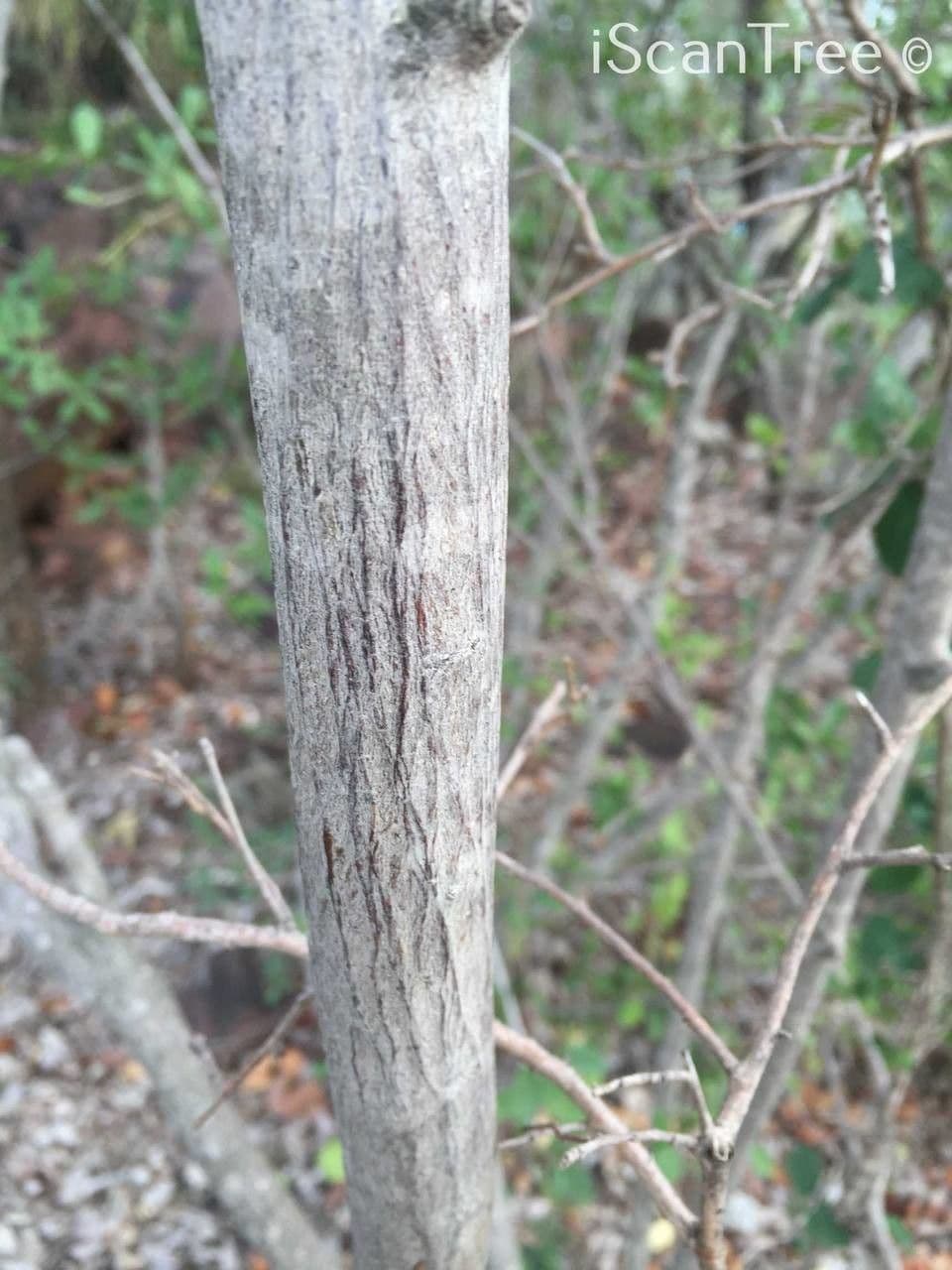 Grewia 16