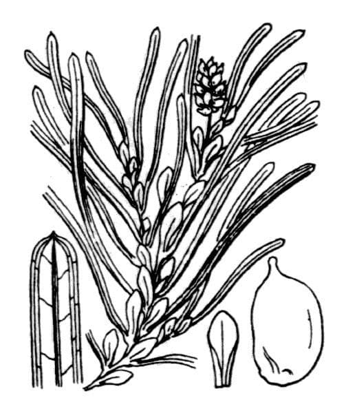 Erba-coltella ottusa 11