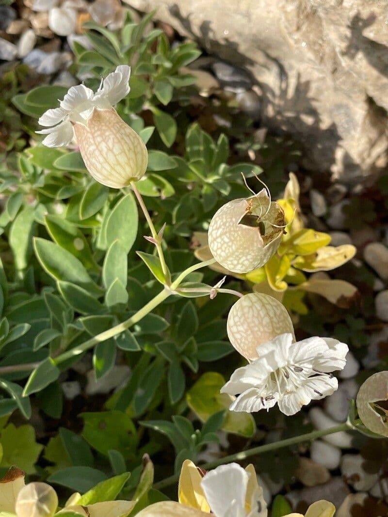 Silene a un fiore 5