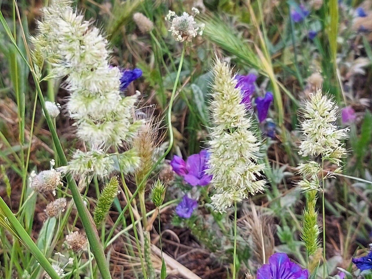 Trisetaria panicea 6