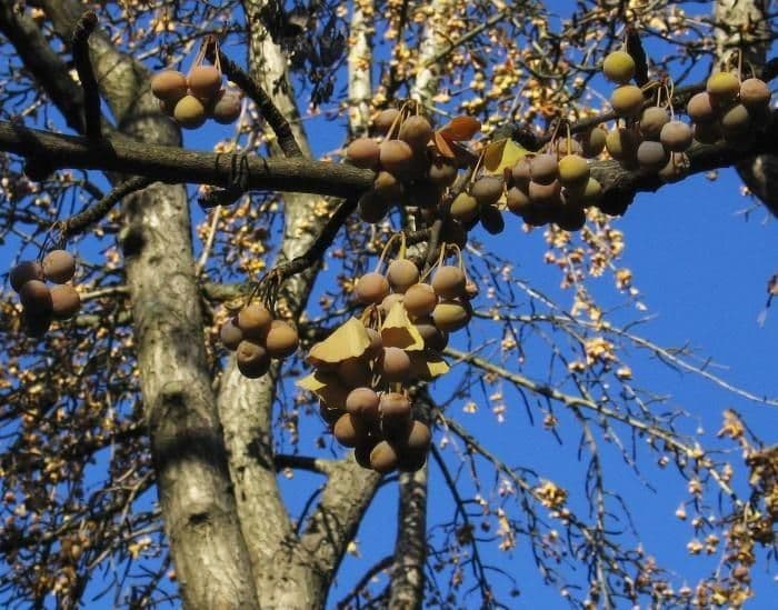 Ginkgo 6