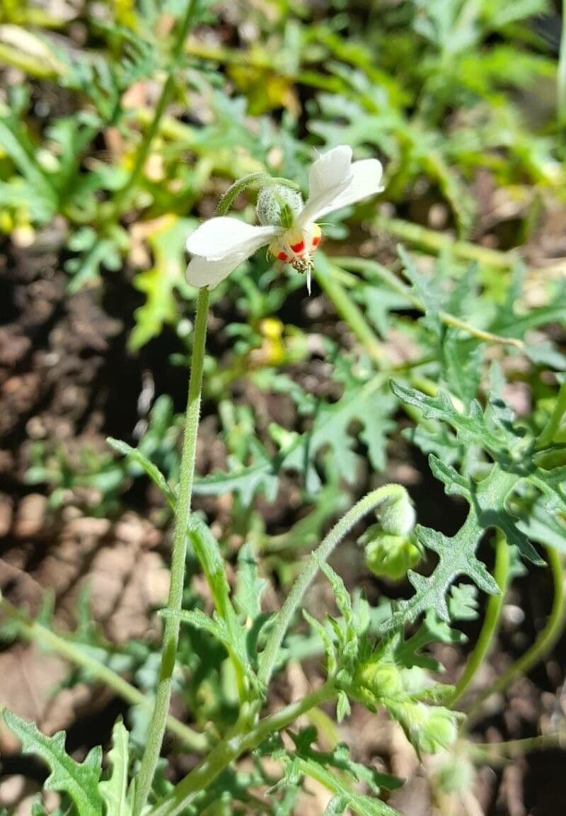 Blumenbachia 10