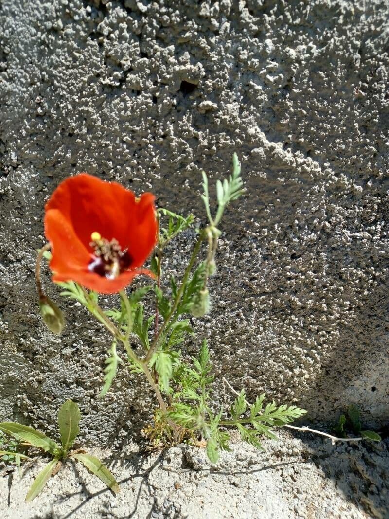Bastard-Mohn 11