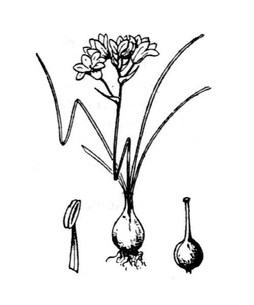 Brimeura eretta 14