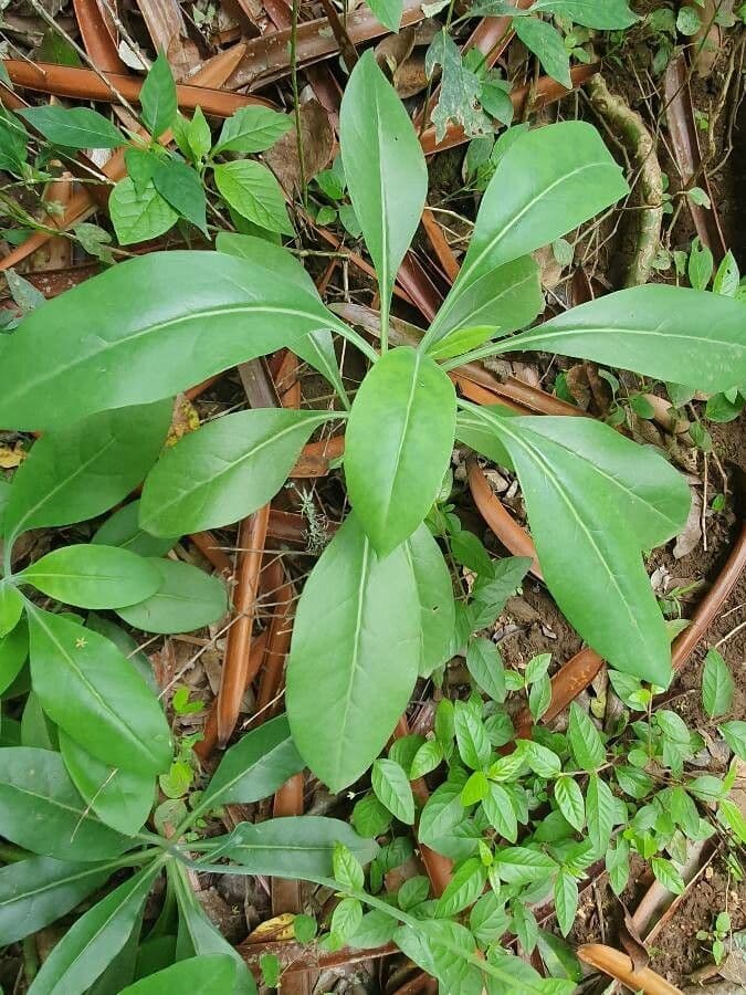 Kleinia abissina 8