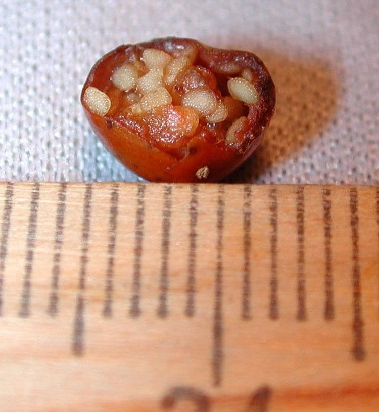 Solano giamaicano 21