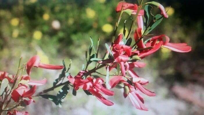 Templetonia retusa 2