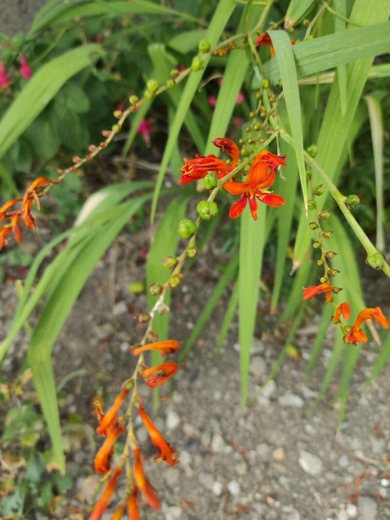 Montbretia 2