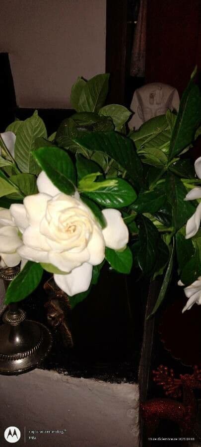 Gardenia 20