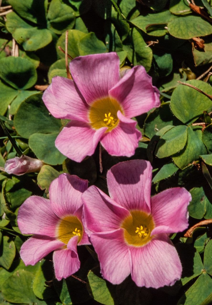Oxalis 3