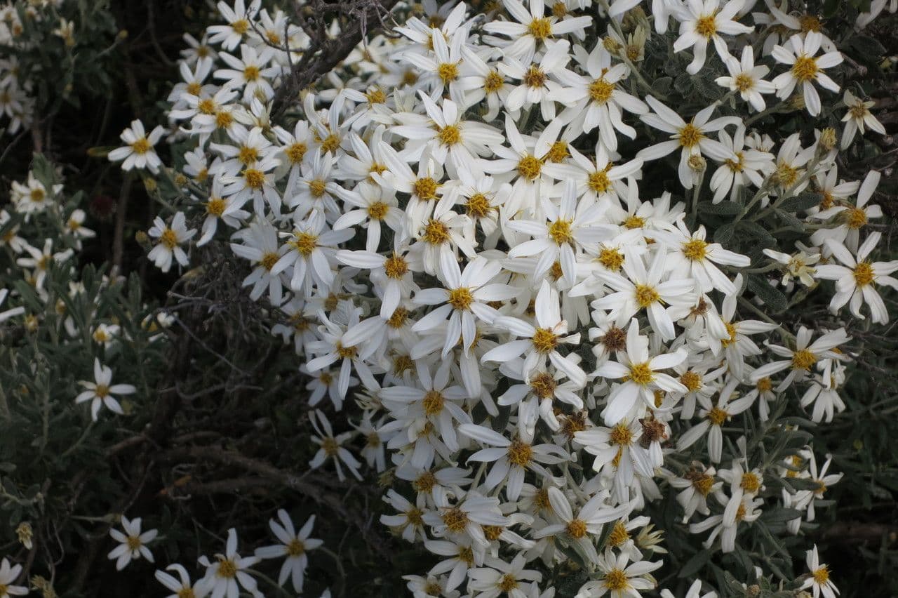 Chiliotrichum 13