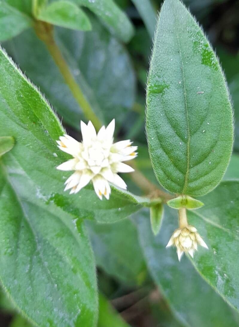 Small-flowered Alternanthera