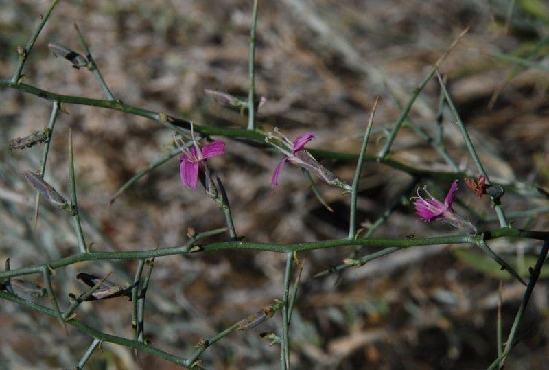Pleiacanthus spinosus 6